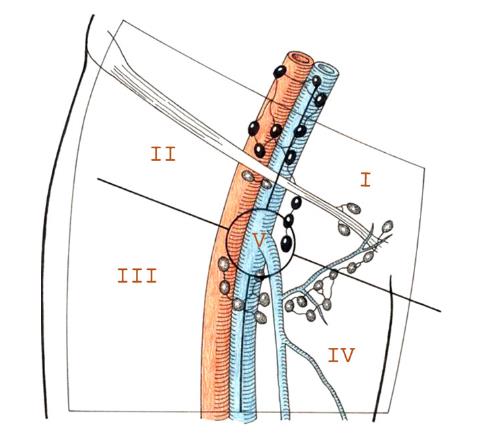 Fig. 4. Drenaje linfático según Daseler et al (54).
