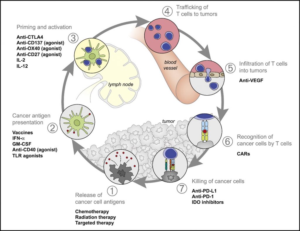 Fig. 3. Terapias que pueden afectar el ciclo de inmunidad al cáncer. Tomado de Daniel S. Chen and Ira Mellman: Oncology Meets Immunology: The Cancer-Immunity Cycle. Immunity, 2013 Jul 25;39(1):1-10. doi: 10.1016/j.immuni.2013.07.012.