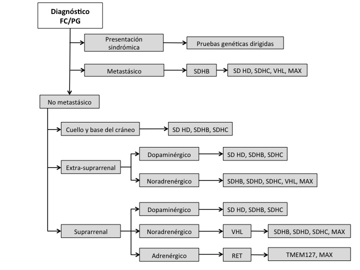 Fig. 1. Algoritmo para pruebas genéticas en pacientes con diagnóstico de feocromocitoma/paraganglioma (FC/PG). Los fenotipos dopaminérgico, noradrenérgico y adrenérgico son definidos por la producción significativa de 3-methoxitiramina, normetanefrina y metanefrina, respectivamente.