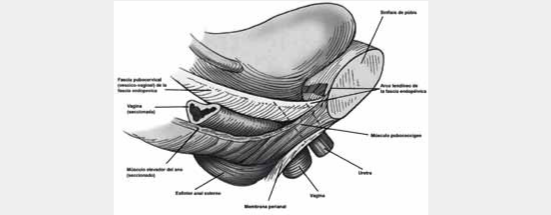 Fig. 2. Estructuras de soporte de vejiga y uretra.