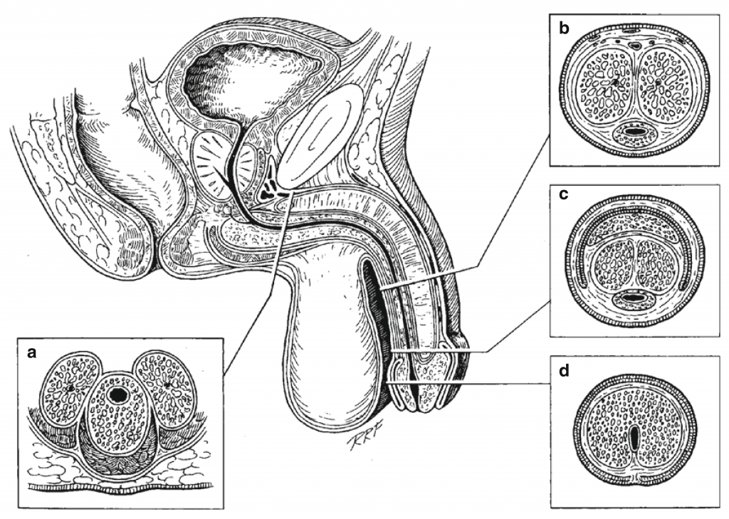 Fig.1. Anatomía Uretra Anterior. Uretra bulbar, b) Uretra peneana media, c) Uretra peneana distal, d) Fosa navicular (Tomado de Jordan, 1996)5