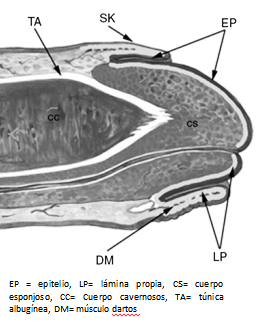 Fig. 1. Anatomía del pene. Cubillas A: Am J Surg Path 2001, 25(20):1091-94