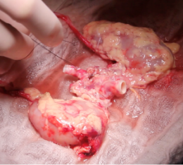 Insertando imagen...